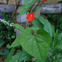 Ipomoea hederifolia L.